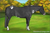 Horse Color:Black Sabino Appaloosa 