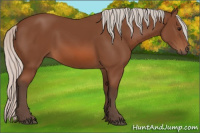 Horse Color:Silver Bay 
