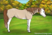 Horse Color:Red Dun Splash 