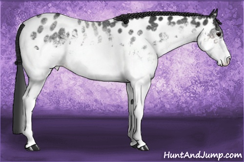 Horse Color: White Spotted Brown Near Leopard 