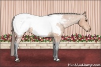 Horse Color:Bay Snowcap 