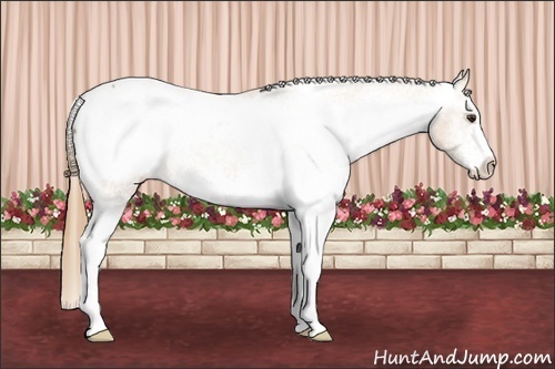 Horse Color: White Spotted Chestnut Snowcap 
