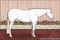 Horse Color:White Spotted Chestnut Snowcap 