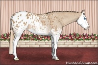 Horse Color:White Spotted Red Roan Splash Appaloosa Rabicano 