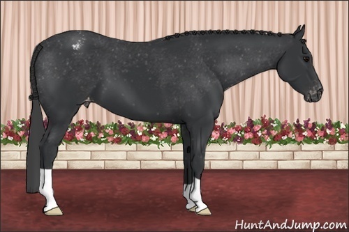 Horse Color:Black Appaloosa 