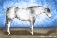 Horse Color:White Spotted Black Appaloosa