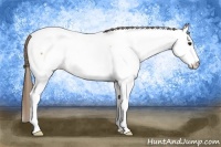 Horse Color:White Spotted Buckskin Appaloosa 