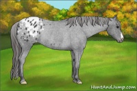 Horse Color:Black Appaloosa Rabicano 