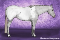 Horse Color:Smoky Black Appaloosa 