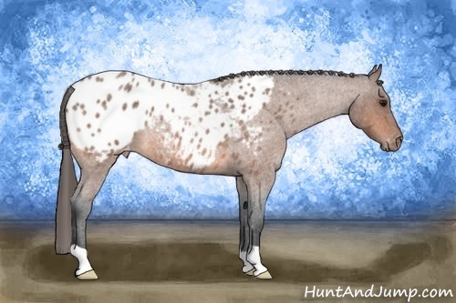Horse Color: Bay Roan Blanket 