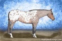 Horse Color:Bay Roan Appaloosa