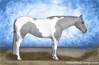 Horse Color:Blue Roan Tobiano Appaloosa