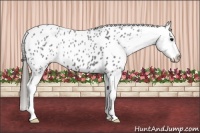 Horse Color:Blue Roan Appaloosa 