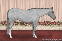 Horse Color:Blue Roan Varnish 
