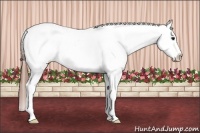 Horse Color:Brown Roan Dun Appaloosa 