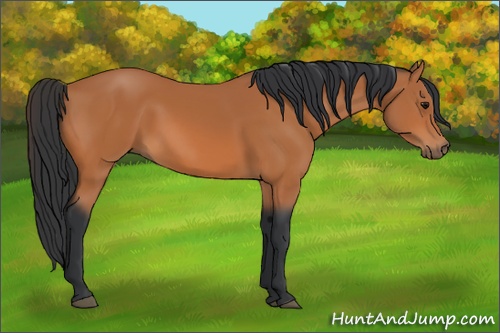 Horse Color: Bay 