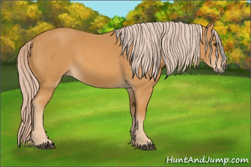 Horse Color: Chocolate Palomino 