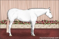 Horse Color:Amber Champagne Dun Appaloosa 