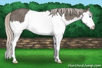 Horse Color:Silver Black Splash