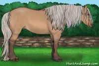Horse Color:Silver Bay Dun 