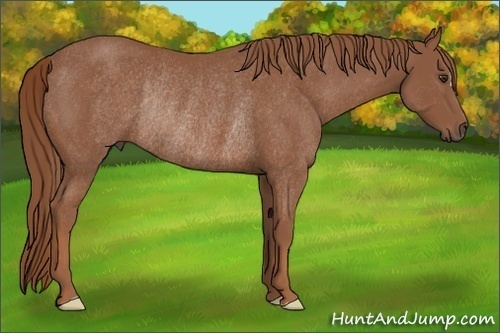 Horse Color: Chestnut Rabicano 