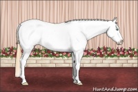 Horse Color:White Spotted Amber Cream Champagne Ice Appaloosa 