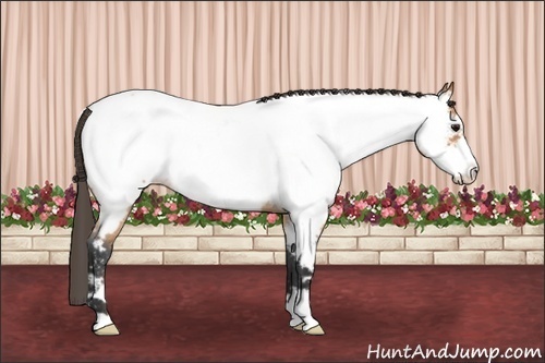Horse Color: Bay Roan Frame Near Fewspot 