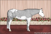 Horse Color:Blue Roan Splash Appaloosa 