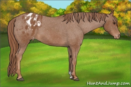 Horse Color: Chestnut Blanket 