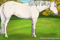 Horse Color:Cremello Roan 
