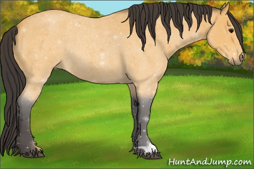 Horse Color: ERROR: UNKNOWN ANOMALY