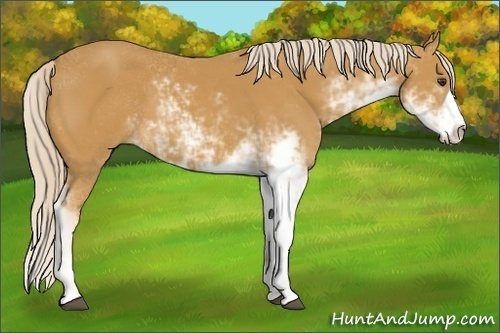 Horse Color: Palomino Sabino 