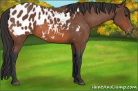 Horse Color:Bay Appaloosa 
