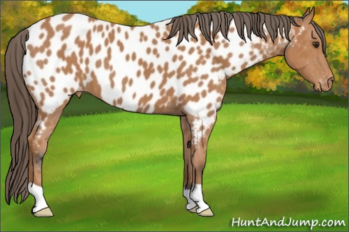 Horse Color: Bay Near Leopard 