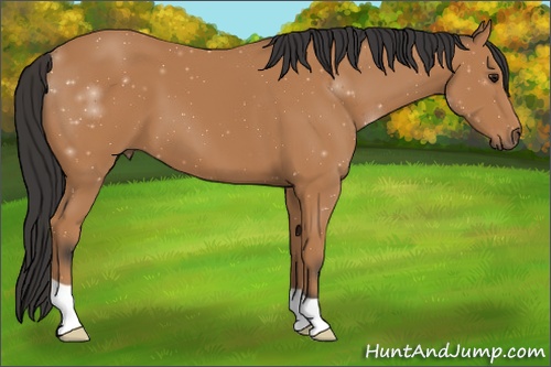 Horse Color: ERROR: UNKNOWN ANOMALY