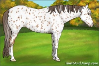 Horse Color:Bay Appaloosa 