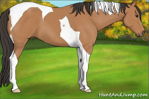 Horse Color: Bay Tobiano 