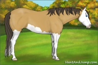 Horse Color:Buckskin Splash 