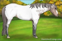 Horse Color:Bay Near Fewspot 