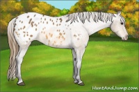 Horse Color:Buckskin Appaloosa