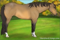 Horse Color:Buckskin Roan 