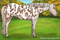 Horse Color:Red Roan Appaloosa 