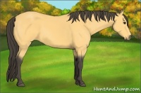 Horse Color:Buckskin Sabino 