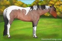 Horse Color:Bay Roan Tobiano