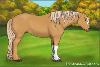 Horse Color:Palomino 