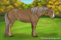 Horse Color:Chocolate Palomino 