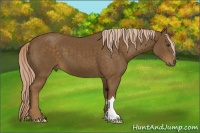 Horse Color:Chocolate Palomino 