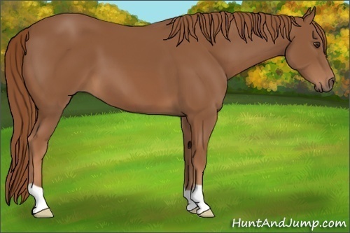 Horse Color: Chestnut 