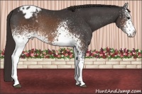 Horse Color:White Spotted Brown Appaloosa Rabicano 
