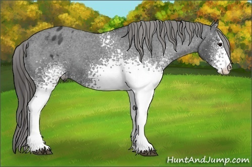 Horse Color: White Spotted Black Blanket Rabicano 